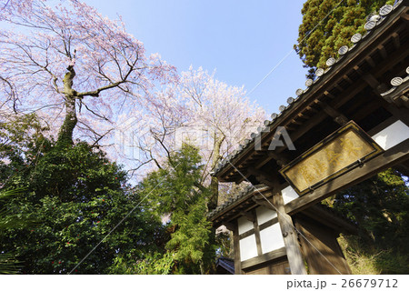 春爛漫桜が咲き誇る満開の大年寺惣門(だいねんじそうもん)仙台市指定文化財,桜の名所 春爛漫桜が咲き誇る満開の大年寺惣門(だいねんじそうもん)仙台市指定文化財,桜の名所 26679712