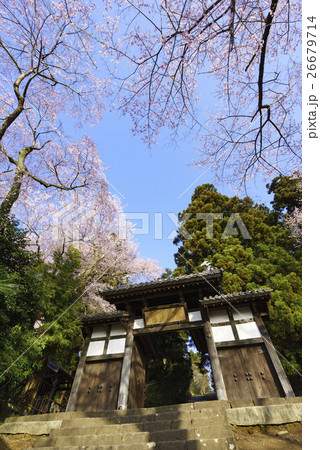春爛漫桜が咲き誇る満開の大年寺惣門(だいねんじそうもん)仙台市指定文化財,桜の名所 春爛漫桜が咲き誇る満開の大年寺惣門(だいねんじそうもん)仙台市指定文化財,桜の名所 26679714