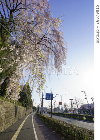仙台市太白区根岸町国道286号線沿いに満開に咲く枝垂桜車窓から春を満喫の写真素材 仙台市太白区根岸町国道286号線沿いに満開に咲く枝垂桜車窓から春を満喫の写真素材
