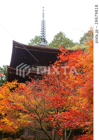 金剛輪寺の紅葉 26679818