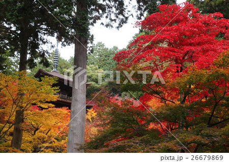 金剛輪寺の紅葉 26679869