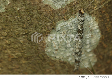 生き物 昆虫 カキバトモエ、幼虫です。見事な保護色でうまく木の皮と地衣類に紛れています 生き物 昆虫 カキバトモエ、幼虫です。見事な保護色でうまく木の皮と地衣類に紛れています 26679991