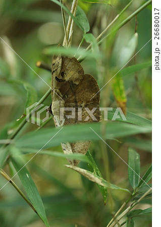 生き物 昆虫 カキバトモエ、大人になったら完全に枯葉状態。まるでササに引っかかった落ち葉です 生き物 昆虫 カキバトモエ、大人になったら完全に枯葉状態。まるでササに引っかかった落ち葉です 26680017