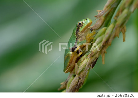カエル 26680226