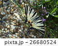 Scarce Swallowtail 26680524