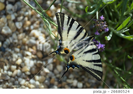 Scarce Swallowtail Scarce Swallowtail 26680524