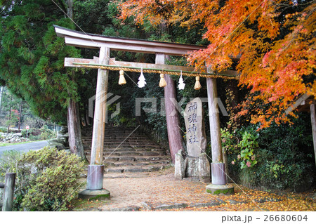 島根　神魂神社鳥居 26680604