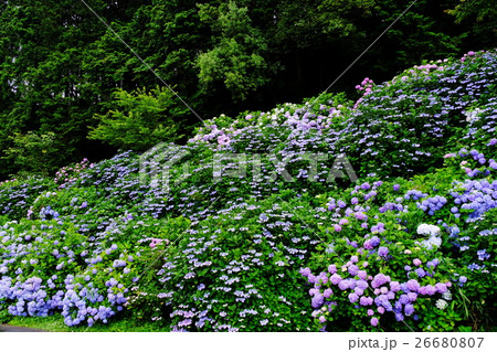 紫陽花 紫陽花 26680807