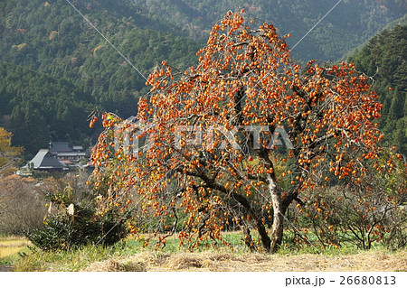 晩秋の大原の里 26680813