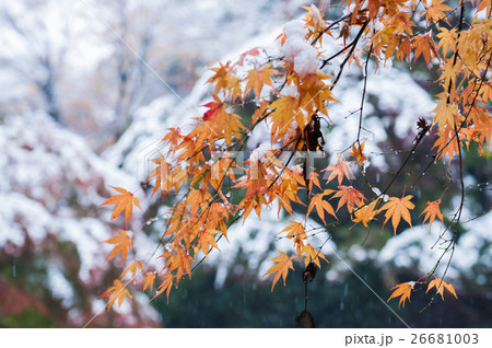 紅葉と雪の写真素材 [26681003] - PIXTA