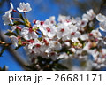 桜 26681171