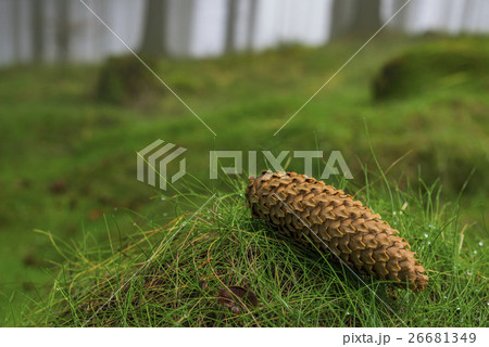 Spruce forest with fog Spruce forest with fog 26681349