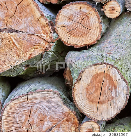 Firewood 26681567
