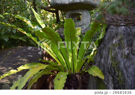 古民家（エコイメージ）　出水市　鹿sdgs　自然素材　サステイナブル　持続可能　カーボンニュートラル 26681636