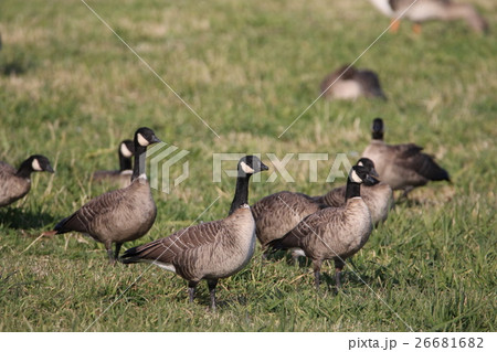 シジュウカラガン シジュウカラガン 26681682