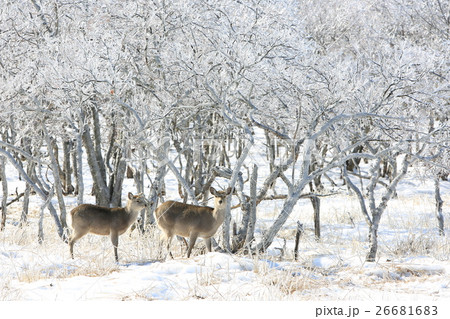 霧氷の原野に佇むエゾシカ（雌） 26681683