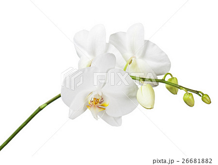 White orchid isolated on white background.  26681882