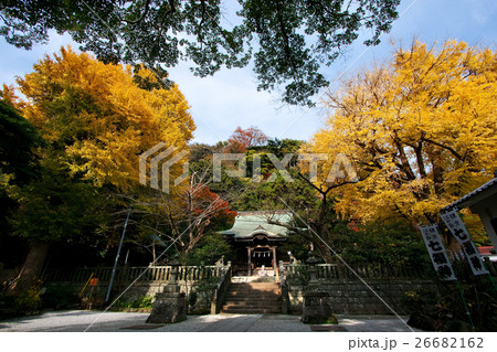 鎌倉 御霊神社の秋 鎌倉 御霊神社の秋 26682162