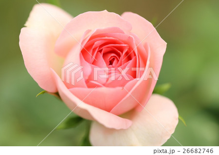 薔薇 26682746