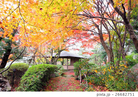 こしがや能楽堂、花田苑の紅葉（11月）埼玉県越谷市 26682751