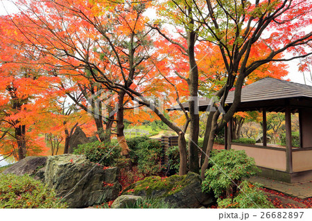 こしがや能楽堂、花田苑の紅葉（11月）埼玉県越谷市 26682897