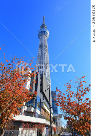 紅葉と東京スカイツリー 26683320