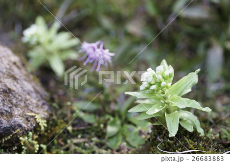 堆積した落ち葉を突き破って顔を出し花が咲いたフキノトウ 26683883