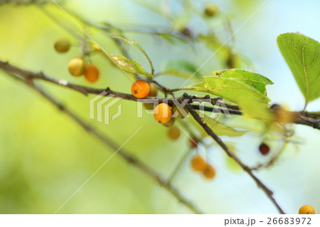 エノキの実 26683972