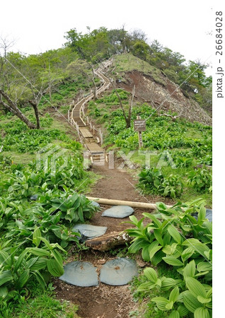 登山道に溢れる若葉 登山道に溢れる若葉 26684028