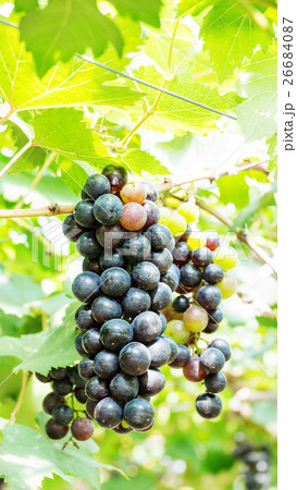 Bunches of ripe grapes in a vineyard. 26684087