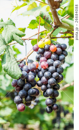 Bunches of ripe grapes in a vineyard. 26684088