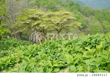 春の景色の檜洞丸 春の景色の檜洞丸 26684117