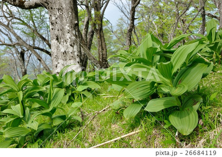 緑の森 檜洞丸 緑の森 檜洞丸 26684119