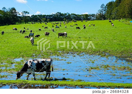 牧場 (16) 26684328