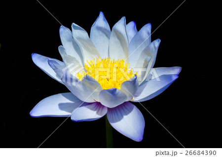 Beautiful waterlily Hybrid flower. 26684390