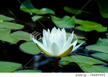 Beautiful waterlily Hybrid flower. Beautiful waterlily Hybrid flower. 26684405