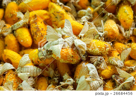 Silkworm Spawning 26684456