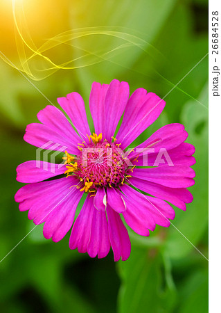 zinnia flowers to create a beautiful and naturalp 26684528