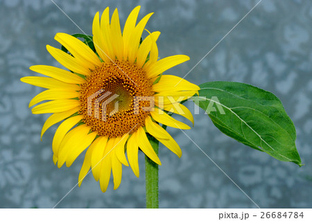 Bright yellow sunflowers Bright yellow sunflowers 26684784
