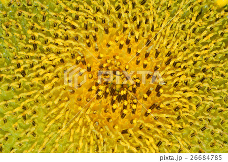 Pollen and petals of sunflowers. Pollen and petals of sunflowers. 26684785