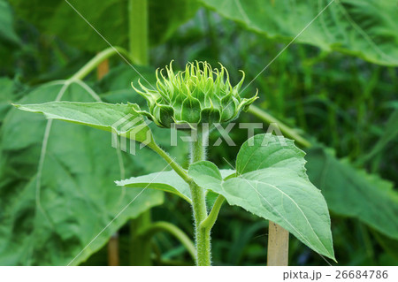 Green young sunflowers. Green young sunflowers. 26684786