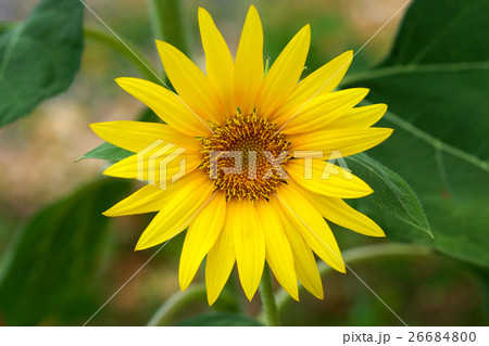 Bright yellow sunflowers Bright yellow sunflowers 26684800