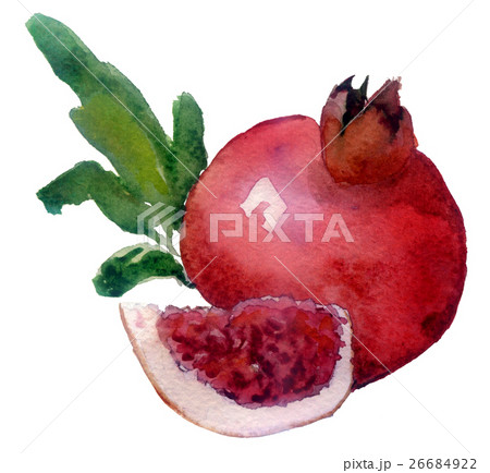 hand drawn watercolor painting fruit garnet  26684922