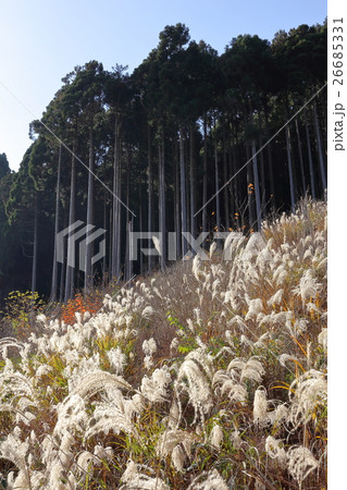 花脊の杉林 26685331