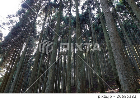 花脊の杉林 26685332