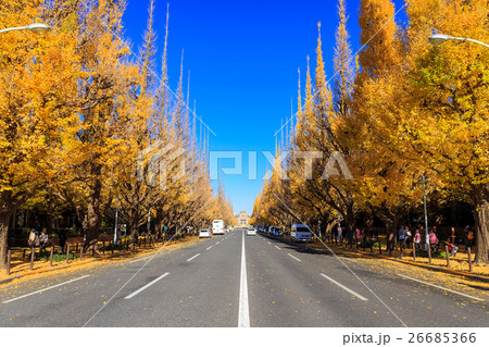 東京　明治神宮外苑の銀杏並木 26685366