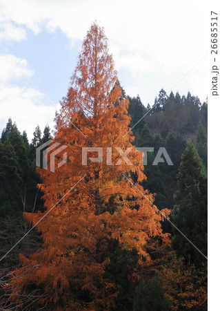 夕日に映えるメタセコイア 26685517