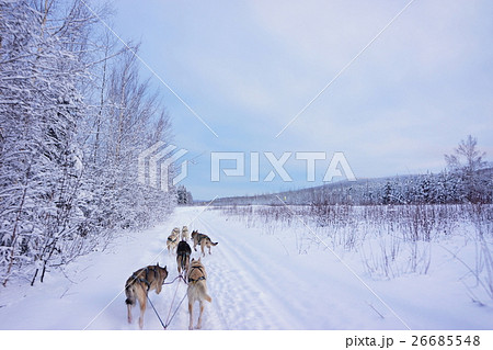 アラスカの雪山を駆ける犬ぞりの写真素材