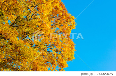 吉野山の紅葉(吉野、奈良、日本) 吉野山の紅葉(吉野、奈良、日本) 26685675