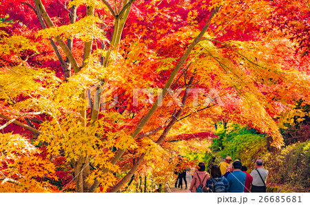 吉野山の紅葉(吉野、奈良、日本) 吉野山の紅葉(吉野、奈良、日本) 26685681